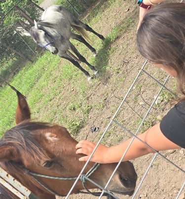 a young girl petting a young horse through a fence