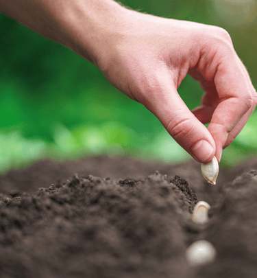 des semis pour un potager pédagogique, d'entreprise et de bien-être