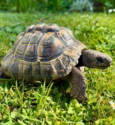 Tom the Tortoise
