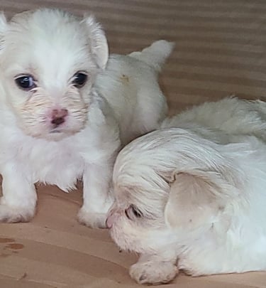 Our 2 beautiful Maltese Babies in Houston, Texas
