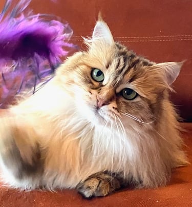 Sibirkatt fra NO*Rødrev oppdrett av Sibirkatt