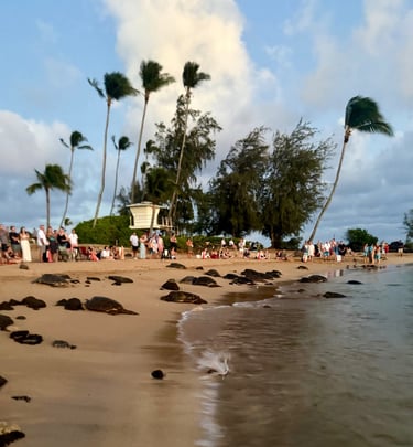turtles at poipu beach kauai Hawaii