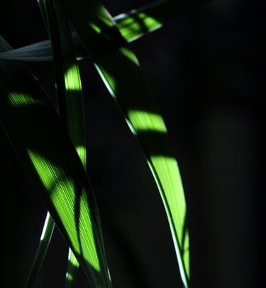 Dappled sunlight hitting plant leaves