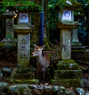 Une biche dans un sanctuaire