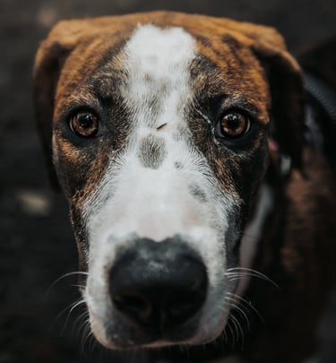 puppy portrait