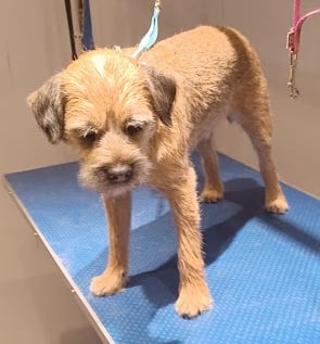 Border terrier on a dog grooming table after being hand stripped..
