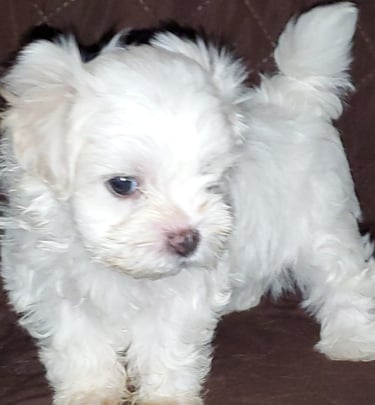 Beaitiful white Maltese Puppy