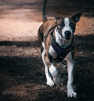 action pup
