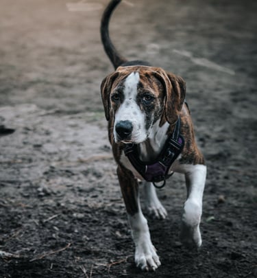 trudy the pup