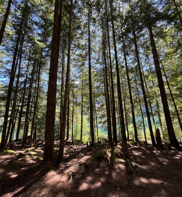 many trees. sun coming through the trees. dappled shade and sun. water and mountain behind trees