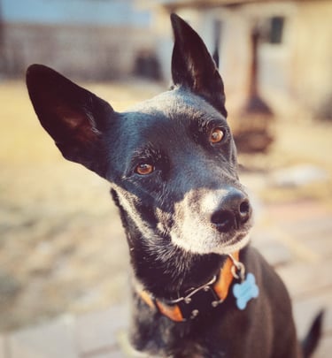 Alert, inquisitive black dog with pointy ears and white whiskers. Photo by Robin Can Do It! Pet Sitting near Carbondale, CO. 