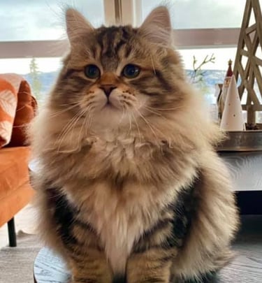 Vakker Sibirkatt fra NO*Rødrev oppdrett