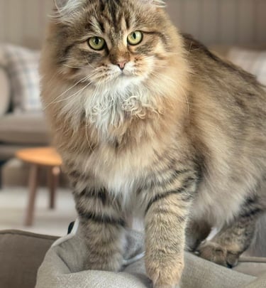 Sibirkatt fra NO*Rødrev oppdrett av Sibirkatt