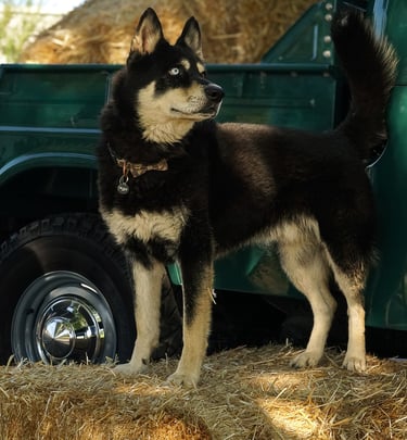 An image of a dog in front of a green 1967 Toyota Land Cruiser Pickup
