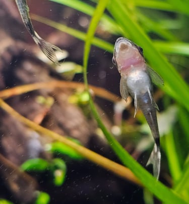 otocinclus limpa vidro aquario