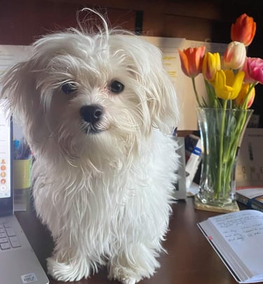 Female Maltese Puppy sitting on desk.