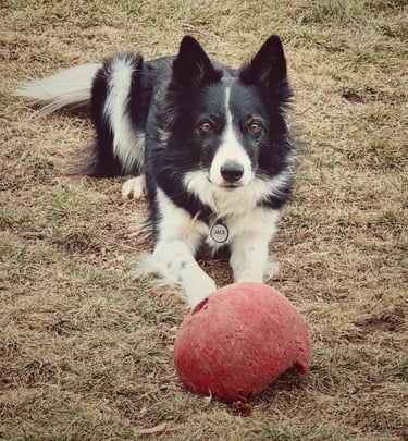 Robin Can Do It Pet Sitter with Border Collie Jack near Carbondale, Colorado