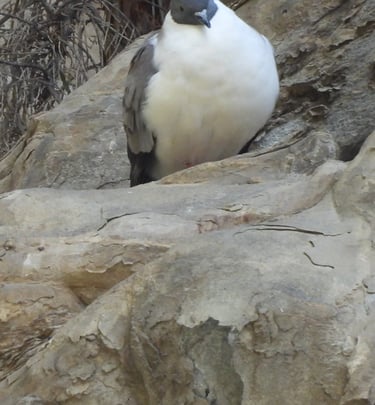 pigeon des montagnes