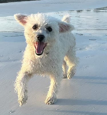 Perro en playa Holbox