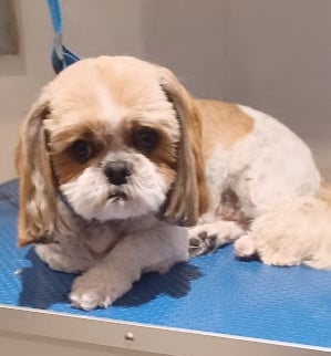 Shih tzu on a dog grooming table after being groomed.
