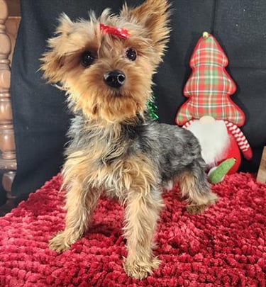 Yorkshire terrier adulto de 13 meses 8 semanas