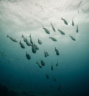 a school of fish swimming in the ocean