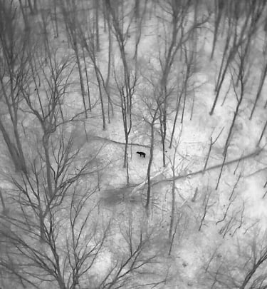 Aerial thermal drone image of a deer walking through a snowy winter forest with bare trees.