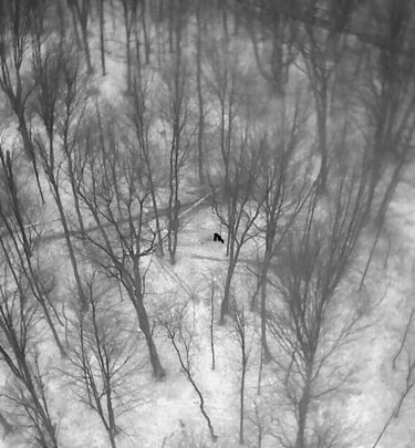 Aerial view of a deer walking through a snowy forest with bare winter trees.