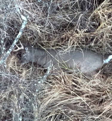 Recovered Buck After Short Flight with Thermal Drone