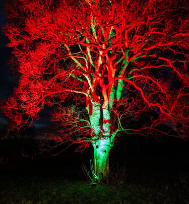 Lumninate tree in orange