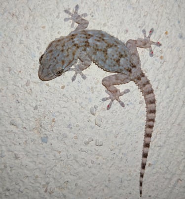photo gecko
