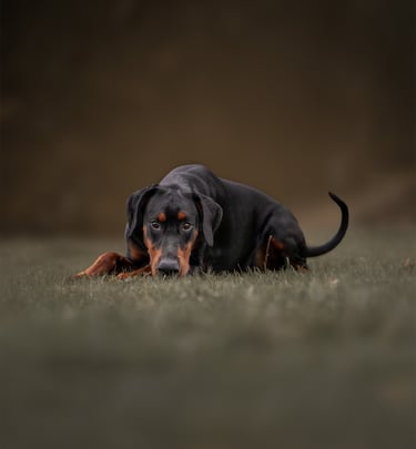 A Doberman Pinscher dog lying down on grass in a moody pet photography in wakefield
