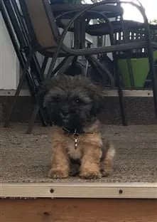 puppy sitting in front a chair looking 