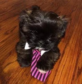 tan maltipoo on a wooden floor