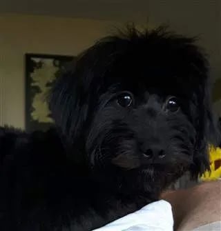 black-maltipoo-nice-coat