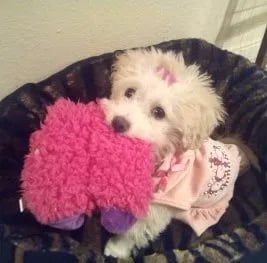 tiny maltipoo puppy playing with pink toy