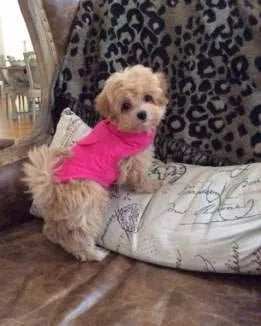 small puppy standing 