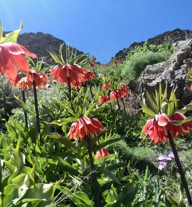Tulip of the Mountains or Khatam