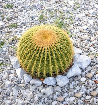 A large, vibrant golden barrel cactus with prominent yellow spines is centered in a garden bed.