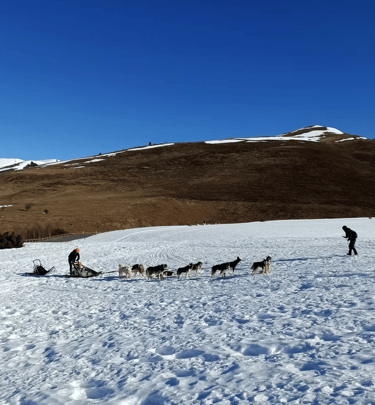 Chien de traineaux - hautes-pyrenees