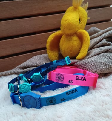 coleiras para cachorros personalizadas