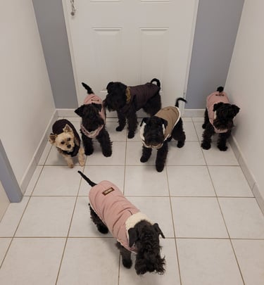 Notre meute de Schnauzers nains noirs