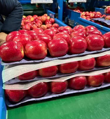 Apples (Royal Gala, Red Delicious, Granny Smith, Fuji, PinkGlow) from Chile