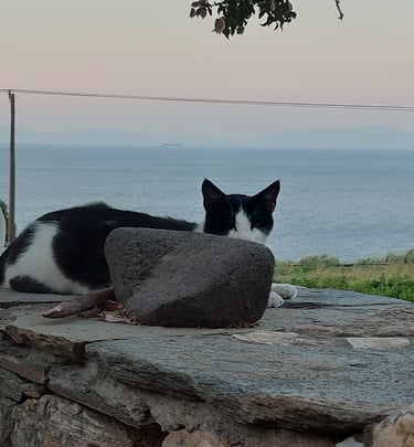 Kat met uitzicht op Zee van samos