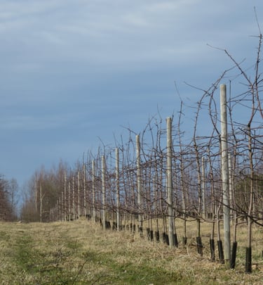 Aianõuniku tüvekeskne lõikus tootmisaias, kandev viljapuuaed, mugav korjata, valgusküllane, suur kvaliteetne saak.