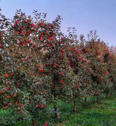 Tüvekeskne lõikusviis. Mugav, kiire korjata, suur kvaliteetne saak.