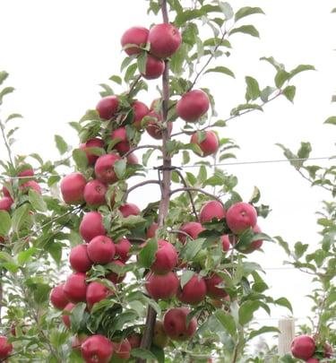 Tüvekeskne õunapuu lõikus. Tootmisaias mugav lihtne kiire korjata