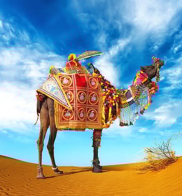 camel in thar desert rajasthan