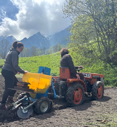 Si piantano patate per i gnocchi di miandette