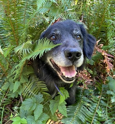a older dog is sitting in the middle of a fern